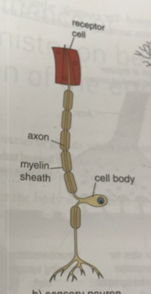 <p>sensory neurone structure</p>