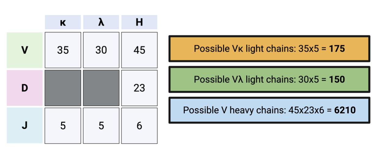 <p>multiply the number of available V, D, and J segments to determine the total combinations of antibodies formed. </p>