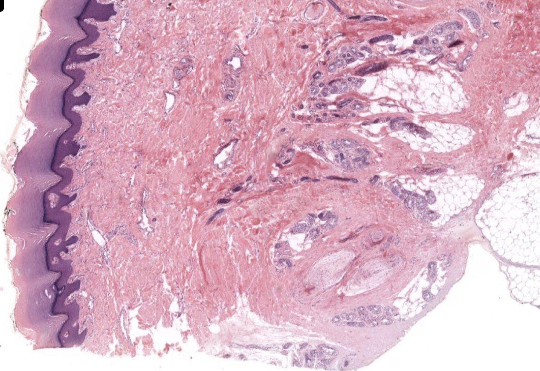 <p>Identify the Structure</p>