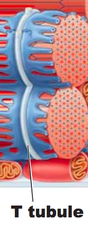 <p>Deep inward extensions of the sarcolemma that carry action potentials into the interior of muscle fibers to stimulate contraction.</p>