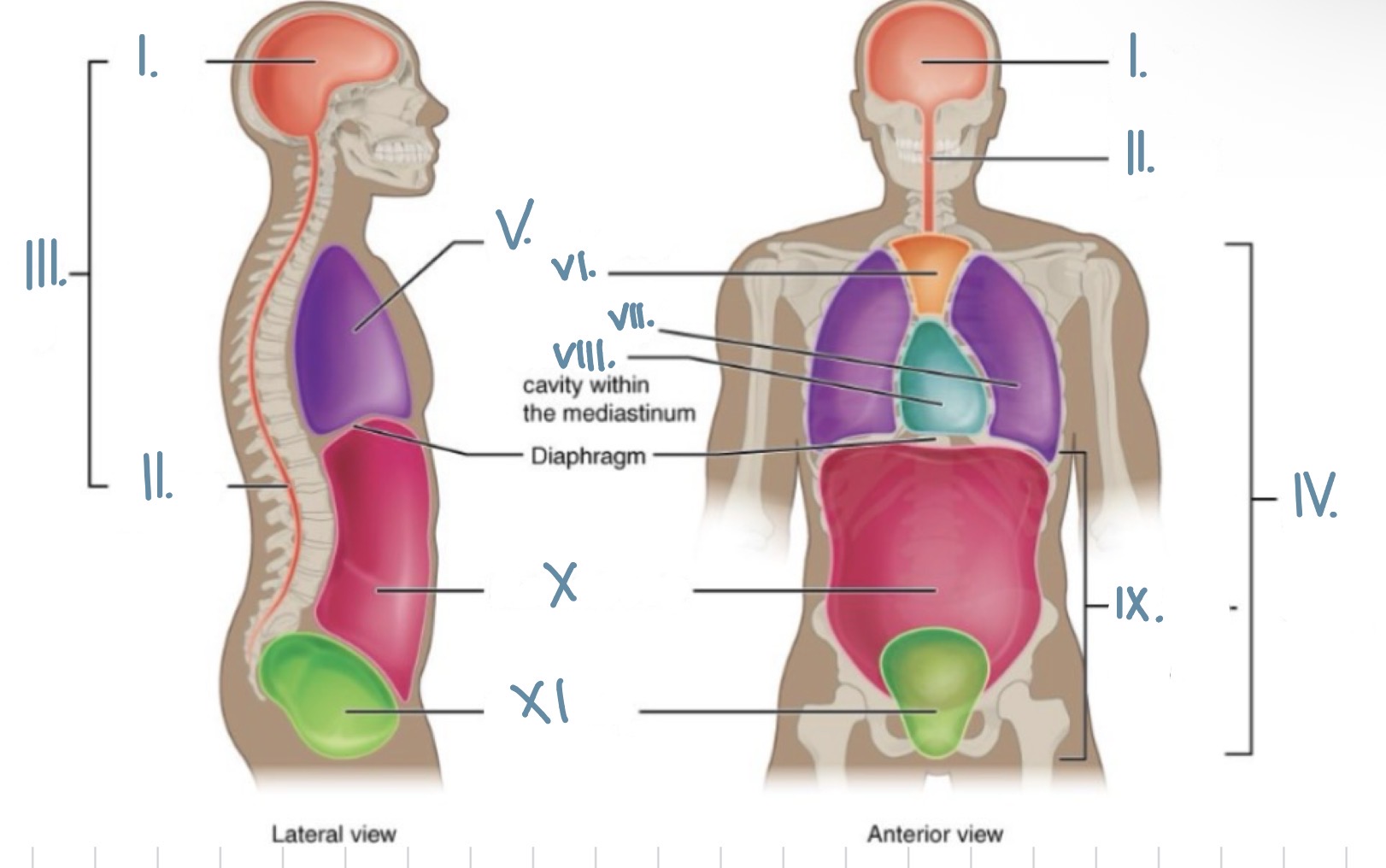 <p>What cavity is numeral X?</p>