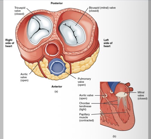<p>What follows the contraction of the ventricular wall?</p>