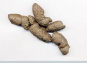 <ul><li><p>tubular, tapered, twisted</p></li><li><p>often full of bones/hair</p></li><li><p>often on trails/trail crossings</p></li><li><p>multiple scat deposits are common</p></li><li><p>“done with a good view”</p></li></ul><p></p>