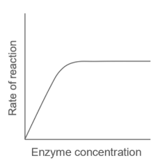 <p>given that substrate is in excess rate increases proportionally to enzyme concentration rate levels off when maximum number of ES complexes form at any given time. </p>
