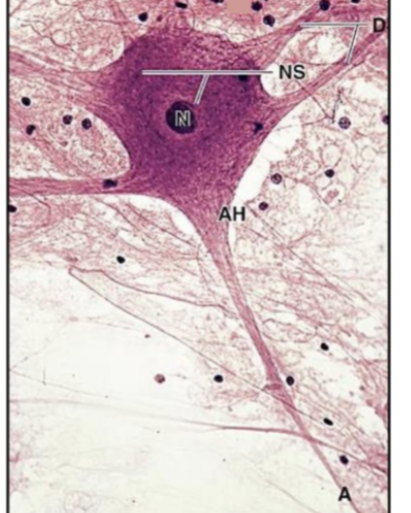 <p>Neuron Parts:</p>