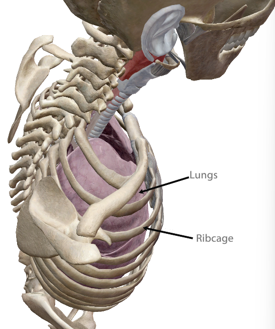 <p>The lungs are ____ to the ribcage.</p>