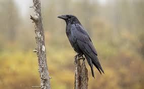 <p>method suitable for animals who leave visible signs such as nests, droppings, dens, etc.</p>