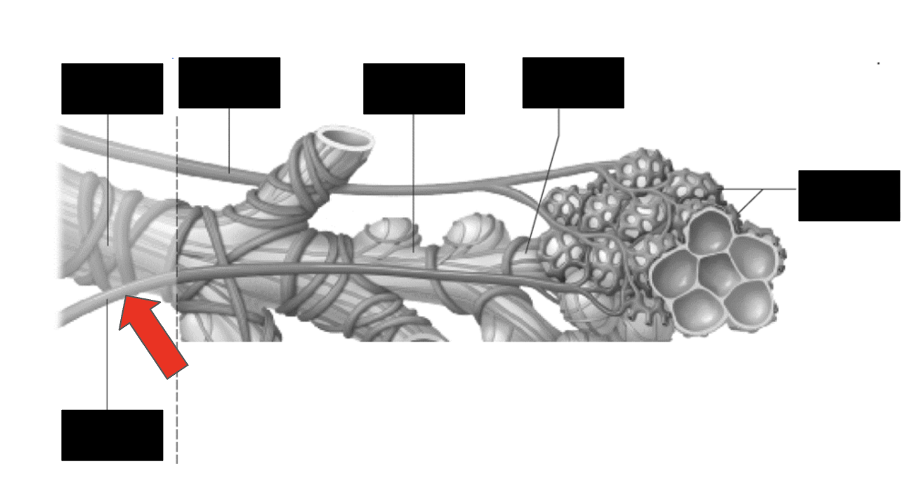 <p>Identify the highlighted structure</p>