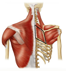 <p>P:spinous processes of upper thoracic vertebrae</p><p>D: medial border of scapula</p><p>I: dorsal scapular (C5)</p><p>A: retracts and elevates scapula</p>