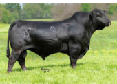 <p>From Oklahoma<br><br>Polled<br>Solid black, red<br>High humidity and resistance to bugs</p>