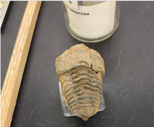 <p>What is this? Phylum and class?</p>