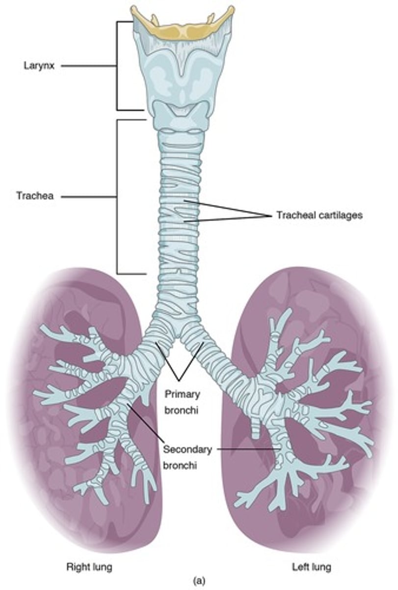 <p>Cylinder tube with rings of cartilage that provide support</p>