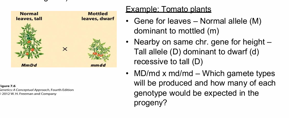 <p>What tomato traits and alleles were used in the linkage testcross example?</p>