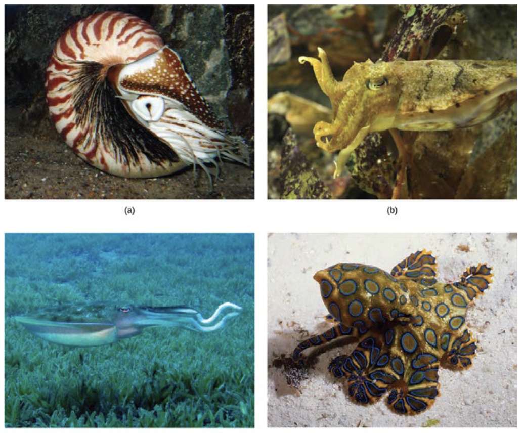 <p>(OpenStax Biology 2e Figure 28.27)</p><p>Nautilus, cuttlefish, squid and octopus belong to the _____ clade in the phylum _____.</p>