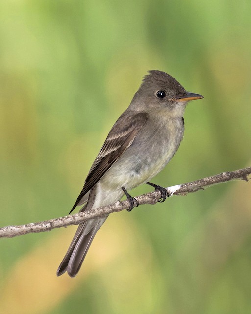 <p>Eastern Wood-Pewee</p>