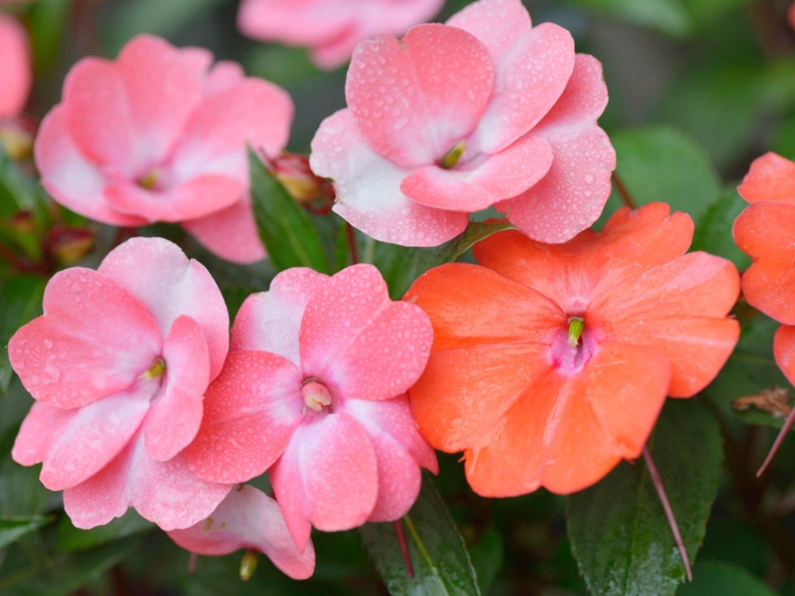 <p>Balsamanaceae Impatiens walleriana</p>