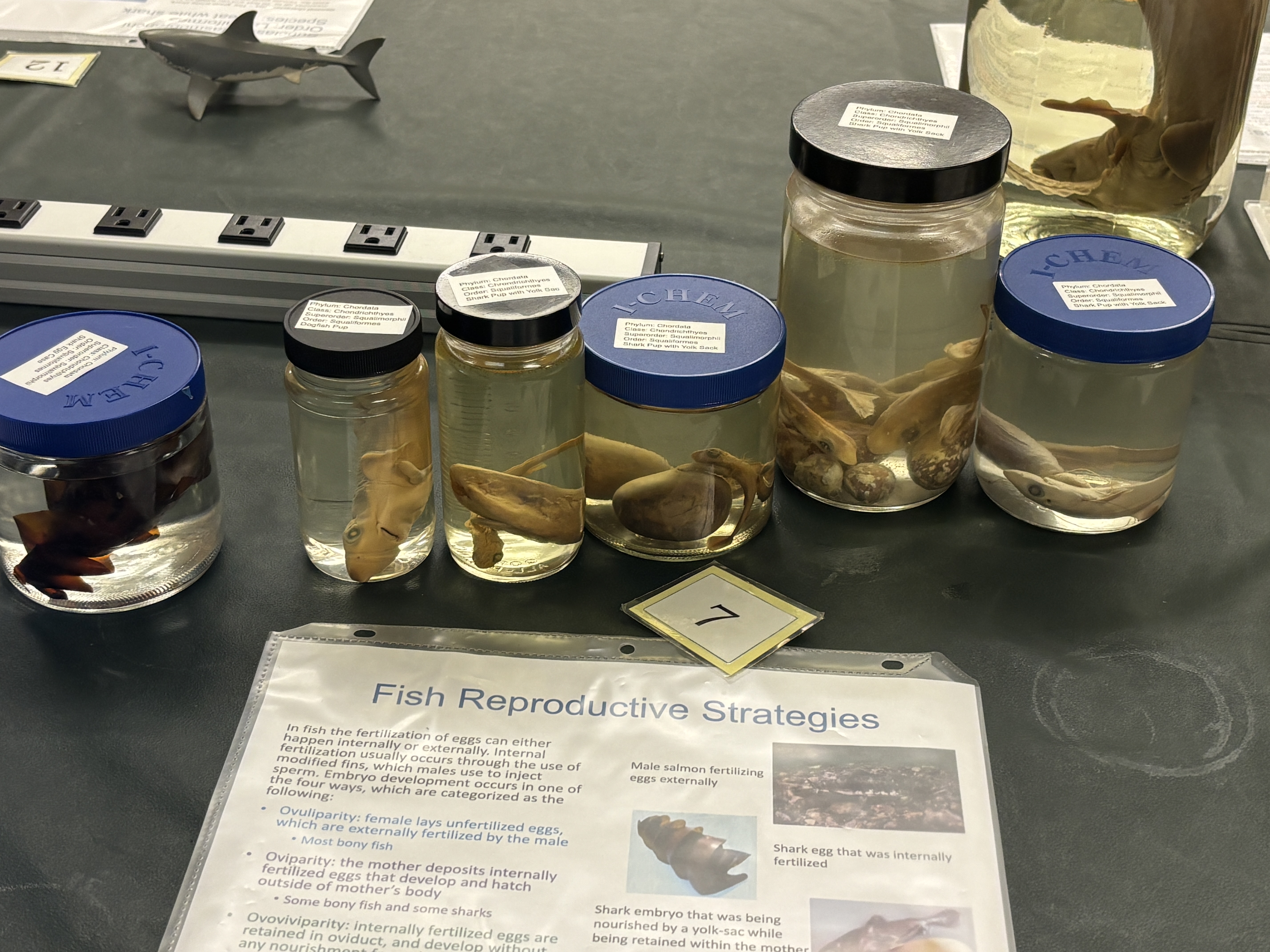 <p>fish reproduction</p><p> Ovuliparity</p>