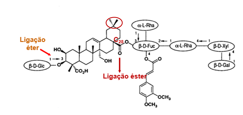 <ul><li><p>especie</p></li><li><p>parte da planta</p></li><li><p>nome</p></li><li><p>propriedades farmacologicas:</p></li><li><p>caracteristicas</p></li></ul><p></p>