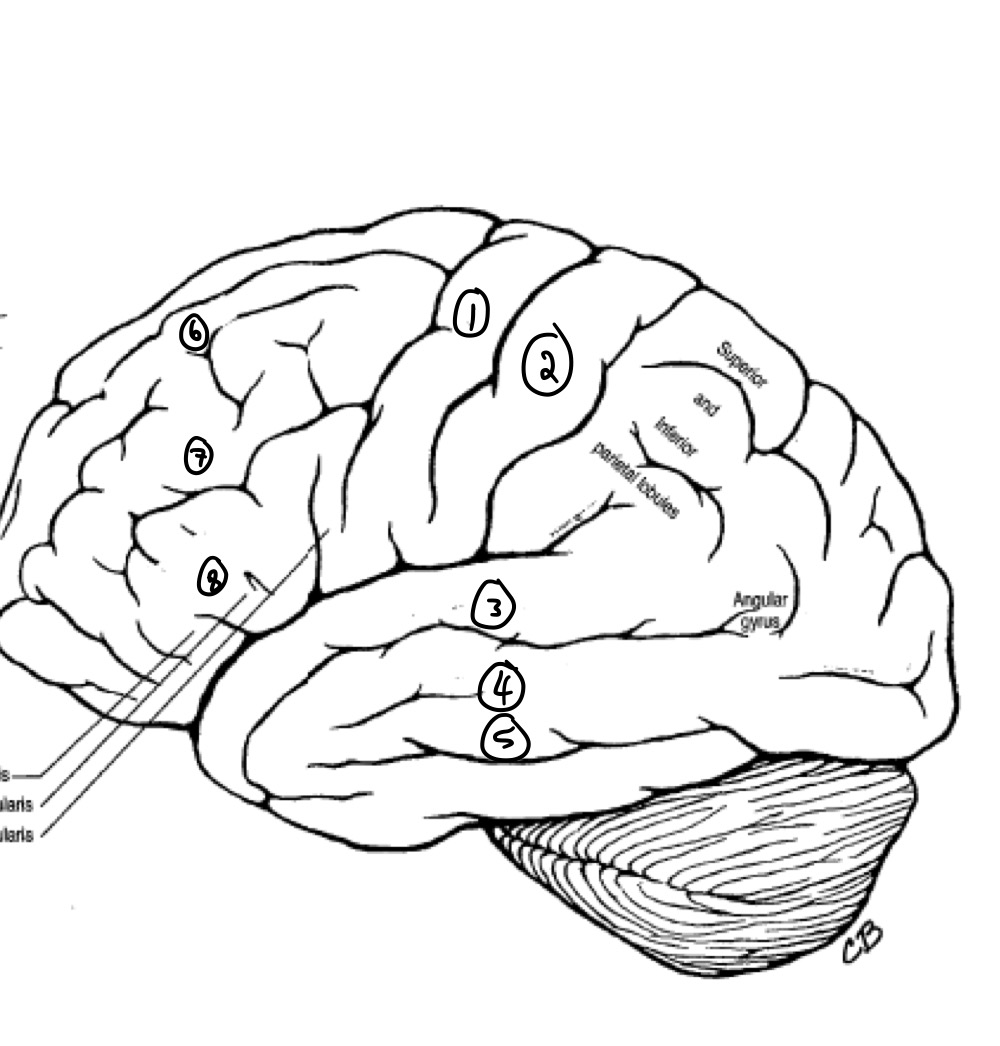 <p>What gyrus does #3 represent? </p>