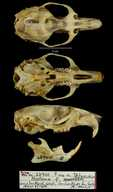 <p>Family Cricetidae Neotoma fuscipes (dusky footed woodrat)</p>