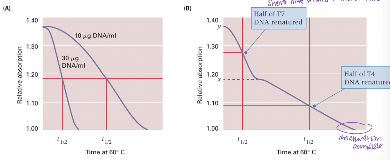 <p>concentration and sequence complexity</p><p>low complexity = faster</p><p>high concentration = faster</p><p>short DNA strand = faster</p>