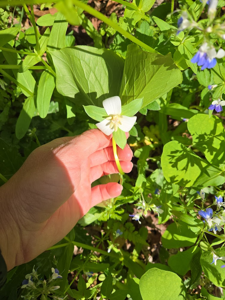 <p><strong>(<em>Trillium flexipes</em>)</strong> – Woodland perennial with three broad leaves and a nodding (drooping) white flower on a curved stalk; petals may age to pink. Found in rich deciduous forests. <strong>Autotroph; mycorrhizal; slow-growing perennial.</strong><br><strong>Uses:</strong> Ornamental and ecological value; <strong>not edible</strong> (like other trilliums, can be harmful and often protected).</p>