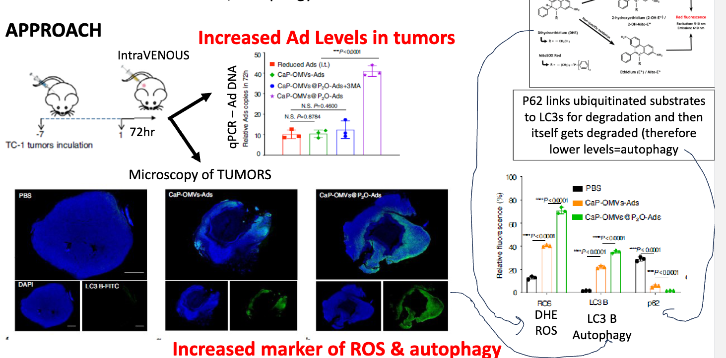 <p>inoculate with TC-1 tumors for 7 days → inject construct, perform analysis 72h later</p><ul><li><p>using qPCR, detected higher levels of Ad-DNA when treated with Ca-OMVs-P2O-Ads</p></li><li><p>performed microscopy of tumoura → found increased markers of ROS and autophagy </p></li><li><p>p62 linked ubiquitinated substrates to LC3s for degradation and then itself gets degraded → therefore lower levels = autophagy → p63 used as measure of autophagy</p></li></ul><p></p>