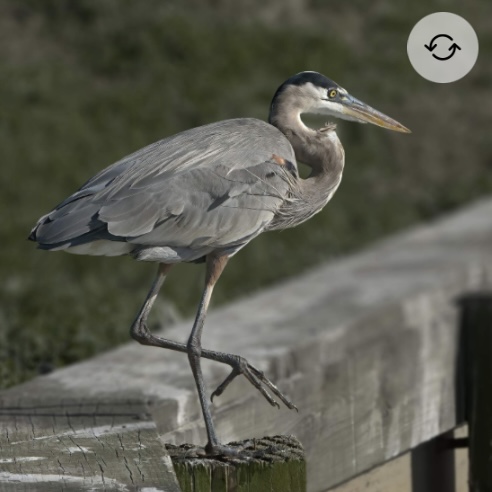 <p>Great blue heron</p>