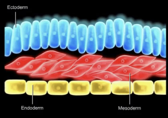 <p><strong>Mesoderm</strong></p><ul><li><p>Consists of <strong>muscle</strong>, <strong>bone</strong>, <strong>heart</strong>, <strong>blood</strong> <strong>vessels</strong> and <strong>connective</strong> <strong>tissue</strong></p></li></ul><p></p>