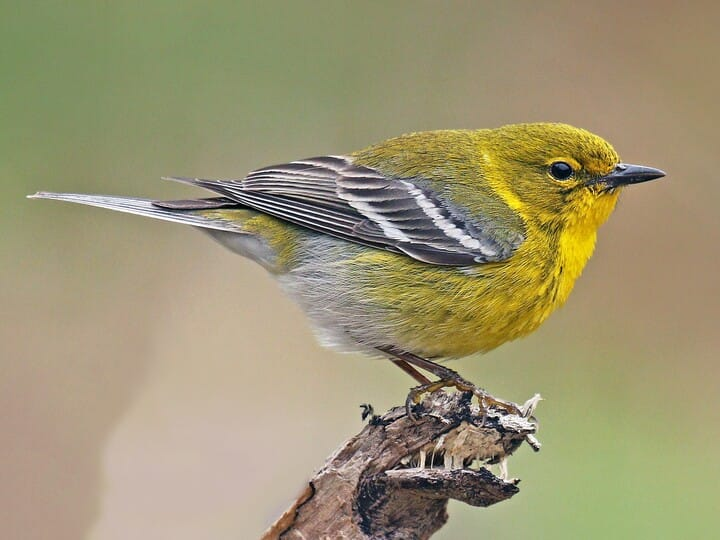 <p>pine warbler </p><p>yellow-green all over<br>white wing bars<br>little to no streaking</p>