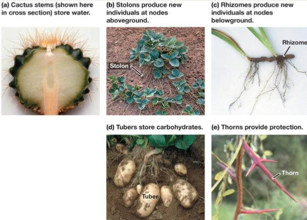 <p>modified shoots with specialized functions</p>