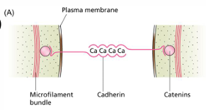 <p>Cell matrix adhesion</p>