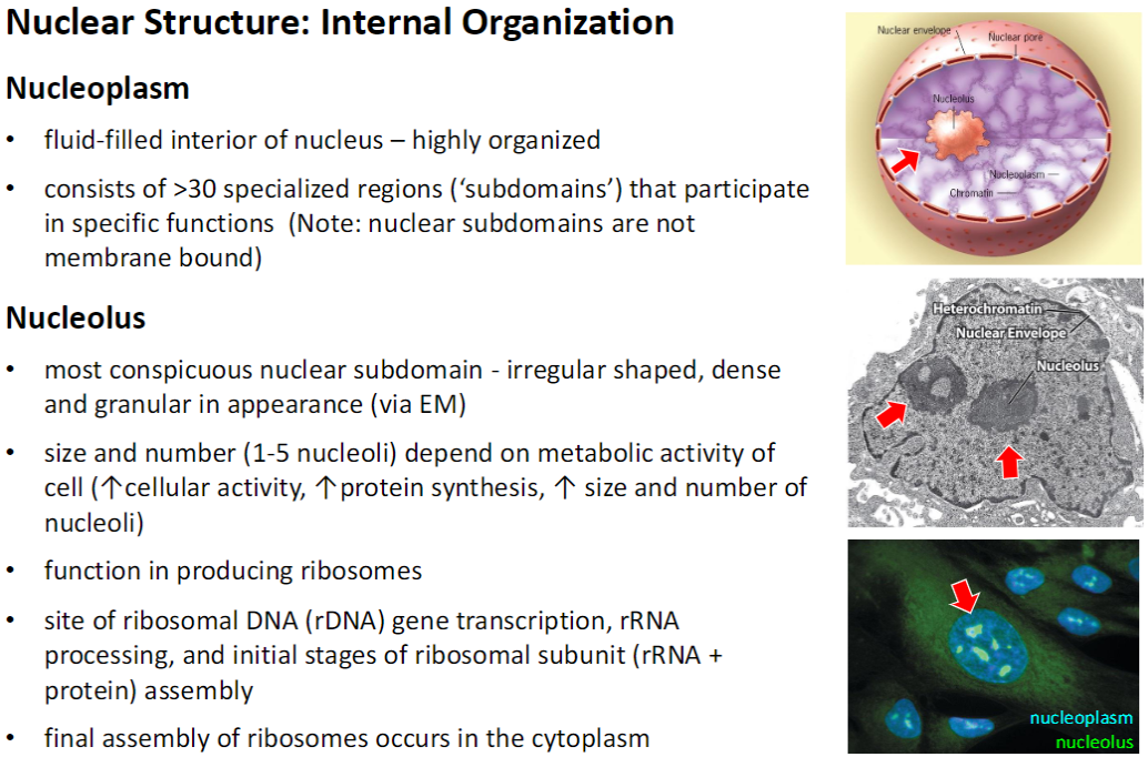 <p><strong>Nucleoplasm</strong><br> <strong>Fluid-filled interior</strong> of the nucleus, highly organized<br> Contains <strong>>30 specialized subdomains</strong> for specific functions<br> <strong>Subdomains are not membrane-bound</strong></p><p><strong>Nucleolus</strong><br> Most <strong>conspicuous nuclear subdomain</strong>, dense and granular<br> <strong>Size and number (1–5)</strong> depend on <strong>cell metabolic activity</strong> – more active cells have <strong>larger and more nucleoli</strong><br> <strong>Function</strong>: produces <strong>ribosomes</strong><br> <strong>Site of rDNA transcription, rRNA processing, and initial ribosomal subunit assembly</strong><br> <strong>Final ribosome assembly occurs in the cytoplasm</strong></p><p><strong>Key Point</strong><br> The <strong>nucleoplasm</strong> organizes nuclear functions, while the <strong>nucleolus</strong> specializes in <strong>ribosome production</strong></p>