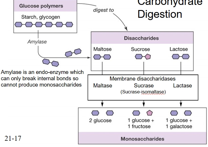 <p>amylase - endo enzyme - cannot break end bonds so is only a disaccharidase</p>