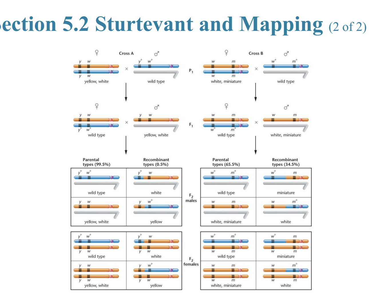 <ul><li><p>additive</p></li></ul><p></p>