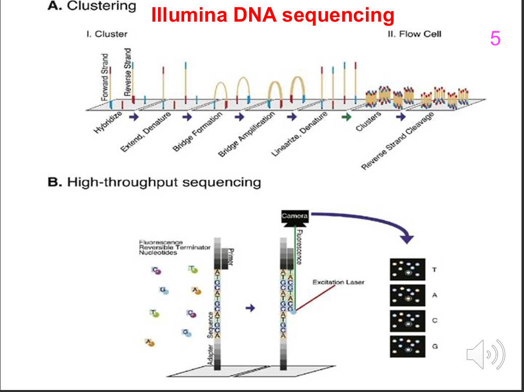 <p>1. Adapter-tagged DNA fragments hybridise to complementary oligonucleotides on the flow-cell surface.</p><p>2. DNA polymerase makes a complementary strand.</p><p>3. DNA is denatured and the original template can be removed.</p><p>4. The tethered strand bends over and hybridises to a second surface oligo, forming a bridge.</p><p>5. DNA polymerase extends the bridge.</p><p>6. The double-stranded bridge is denatured.</p><p>7. Repeated bridge amplification produces a clonal cluster.</p><p>8. The reverse strands are cleaved/washed away, leaving strands prepared for sequencing.</p>