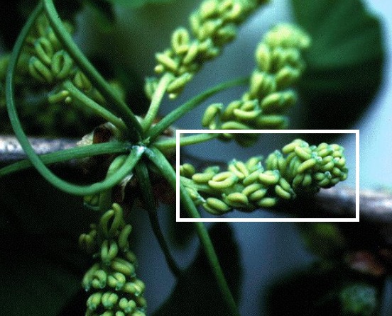 <p>Identify this structure of a Ginkgo biloba.</p>