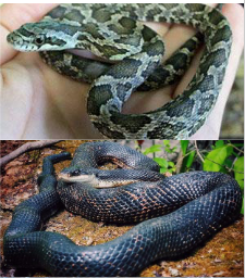 <p>Family: Colubridae</p><p>Location: Eastern ½ of KS</p><p>ID: adults are nearly all black w/ some red and yellow spots; belly is checkered w/ body marked black and white; anal plate divided; scales are keeled</p><p>Life/History: an eastern US Snake; riparian corridors; old buildings and suburban areas; eats small mammals and birds</p>