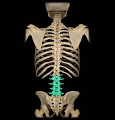 <p>lower posterior or back region</p>