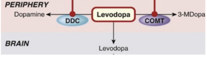 <p>DA _______ freely cross blood-brain barrier (BBB)</p><ul><li><p>_______ crosses BBB (with some help) and is used by brain to synthesize more _______ —> improvement in _______ symptoms</p></li></ul><p>However, only a _______ of L-DOPA actually makes its way across BBB into neuron.</p>