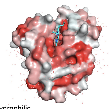 <ul><li><p>Within the proteins: the maximize the hydrophobic interactions (away from water)</p></li><li><p>A little bit on the surface: to allow for non-covalent interactions</p></li></ul><p></p>