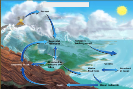 <p>name the cycle</p>