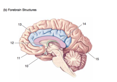 <p>The medial surface of the brain.</p><p>Forebrain structures.</p><p>13</p>