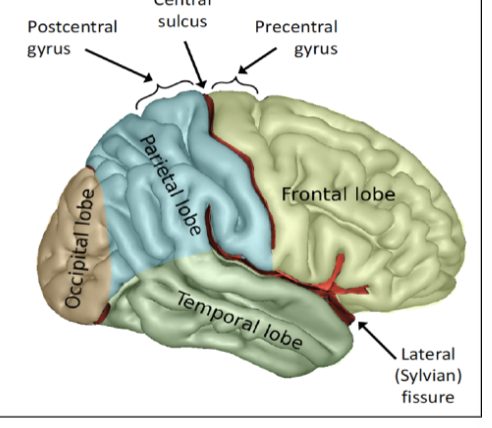 <p>• Directly rostral to the central sulcus</p><p>• Contains the primary motor cortex,</p><p>which helps plan movements and</p><p>sends motor (movement) signals to</p><p>the spinal cord</p><p></p>