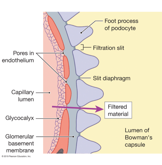 <p>The three layers of the glomerular filter (from innermost to outermost)</p>