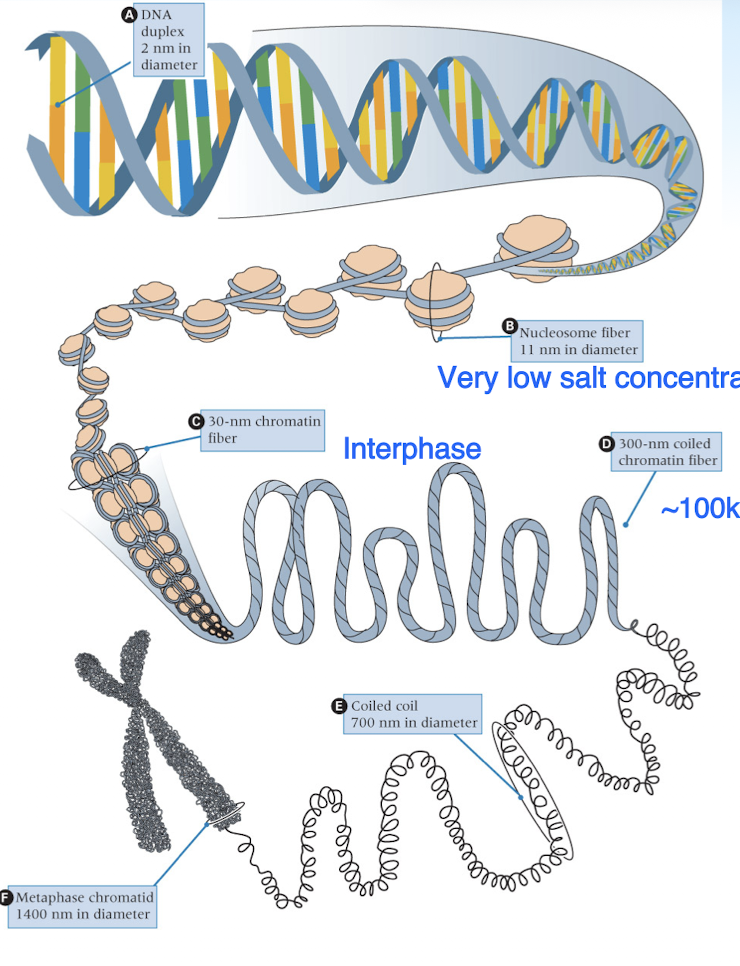 <p>DNA duplex —> nucleosomes (histone proteins wrapped with DNA) —> chromatin fibers (DNA form during interphase) —> chromosomes (DNA form for meiosis/mitosis- higher order)</p>