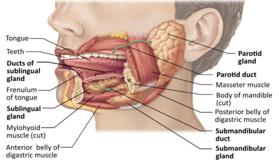 <p><span>Which of the following inhibits salivation?</span></p><table style="min-width: 25px;"><colgroup><col style="min-width: 25px;"></colgroup><tbody><tr><td colspan="1" rowspan="1" style="margin: 0px; padding: 0.3em; position: relative;"><p>the sight or smell of food &nbsp; &nbsp; &nbsp; &nbsp;</p></td></tr><tr><td colspan="1" rowspan="1" style="margin: 0px; padding: 0.3em; position: relative;"><p>being stressed or frightened &nbsp; &nbsp; &nbsp; &nbsp;</p></td></tr><tr><td colspan="1" rowspan="1" style="margin: 0px; padding: 0.3em; position: relative;"><p>relaxing after a meal &nbsp; &nbsp; &nbsp; &nbsp;</p></td></tr><tr><td colspan="1" rowspan="1" style="margin: 0px; padding: 0.3em; position: relative;"><p>ingestion of spicy foods &nbsp; &nbsp; &nbsp; &nbsp;</p></td></tr></tbody></table><p></p>