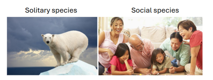 <p>Solitary species vs social species (humans only ability)</p><ul><li><p>Our<strong><em> ability to cooperate</em></strong> is one of the major reasons we succeed as a species</p></li><li><p>But comes with strings attached</p></li></ul><p></p>
