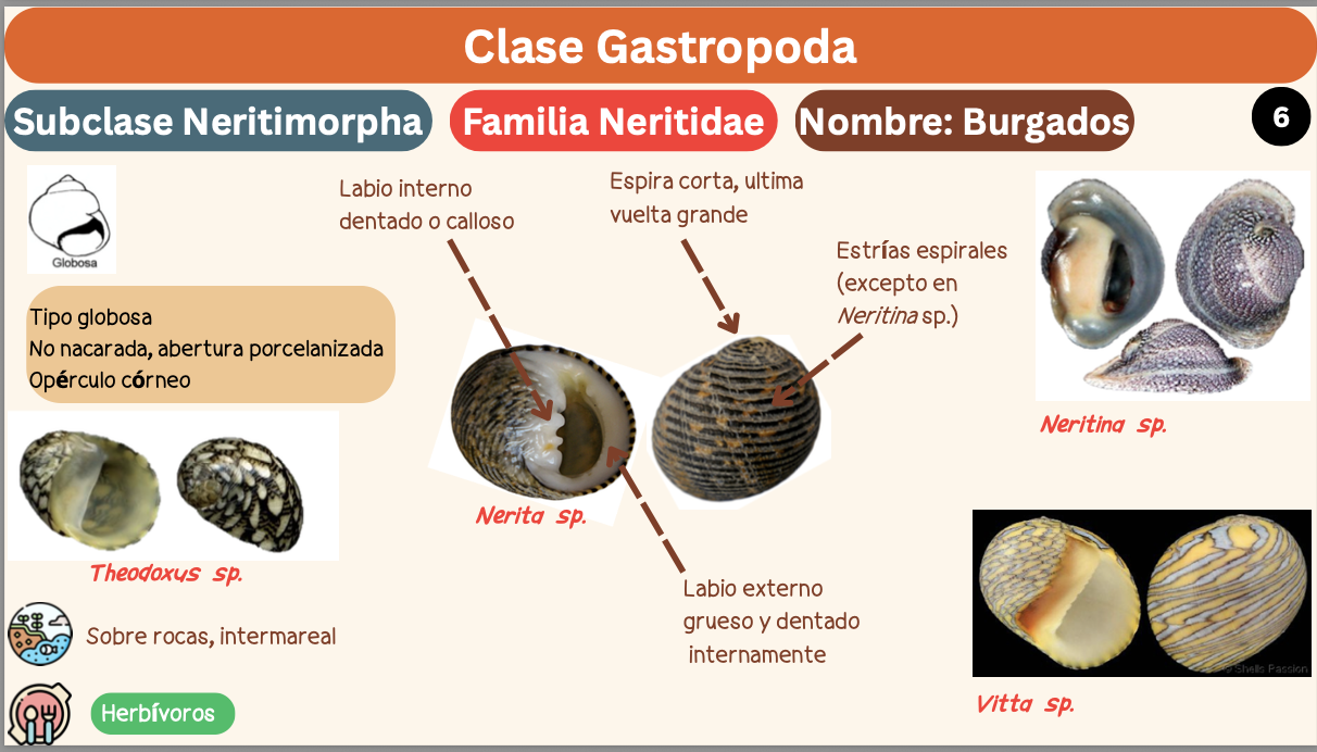<p><strong>FILO </strong>Mollusca<strong><br>CLASE </strong>Gastropoda (Concha espiral, torsión del cuerpo, pie locomoción)<br><strong>SUBCLASE </strong>Neritimorpha<br><strong>FAMILIA </strong>Neritidae<br><strong>GÉNERO </strong><em><u>Theodoxus sp</u></em><br><strong>NOMBRE COMÚN </strong>Burgados<strong><br>CARACTERÍSTICAS </strong>Tipo globosa, no nacarada, abertura porcelanizada, opérculo córneo.<br><strong>RÁDULA </strong>Ripidoglosa<strong><br>ALIMENTACIÓN </strong>Herbívoros<strong><br>HÁBITAT </strong>Sobre rocas, intermareal</p>