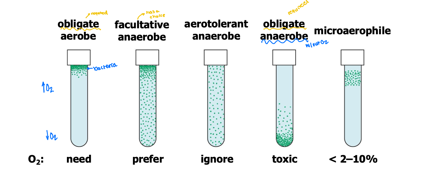 <ul><li><p>oxygen is easily reduced to toxic byproducts (superoxide radical and hydrogen peroxide)</p></li><li><p>protective enzymes (Superoxide dismutase and catalase)</p></li></ul><p></p>